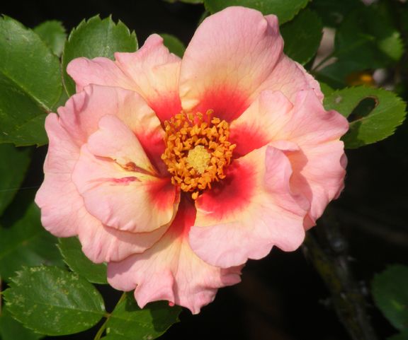 Eyeconic Pink Lemonade photo epl2014_06120025_zps97e1345f.jpg